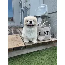 涼風 あき
