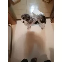 あや