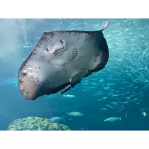 ちか