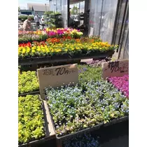 紫月 あやか