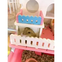 あいる
