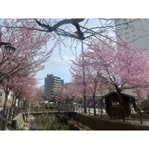 白咲 澪