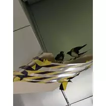トモミ