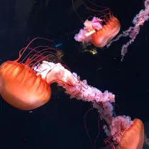 らら