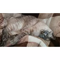 ひな
