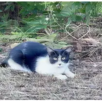 猫羽 のん