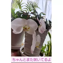 紫音