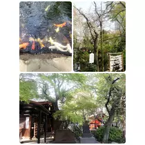 本城 椿