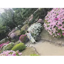 さくら