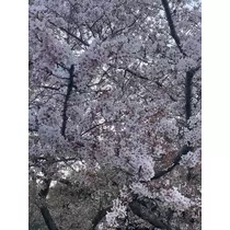 ふゆな
