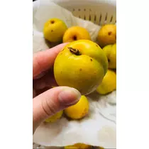 ルナ