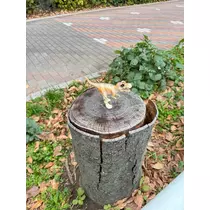 せら