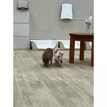 緑 四葉
