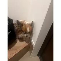 あいら