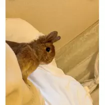 セナ