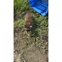 さくら