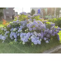 夏樹 あや