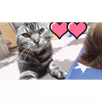 愛羽 仁美