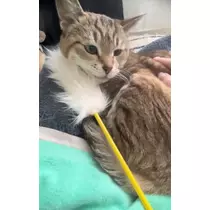 花咲 るり