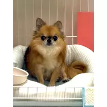 めい