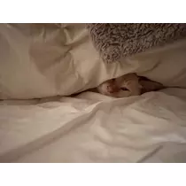 足立 はな