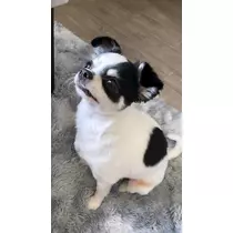七星 ゆめ