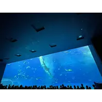 アユ
