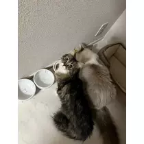 くま