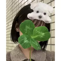 緑 四葉