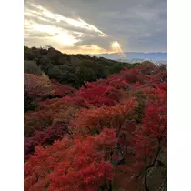 神崎 蘭