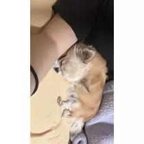 もも