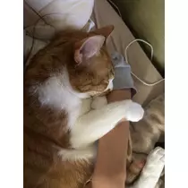 ゆり