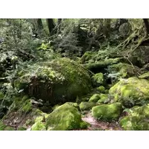 白咲 澪