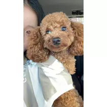 かの