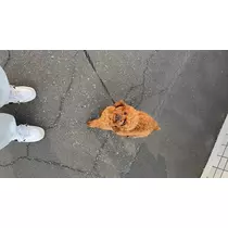 七星 ゆめ