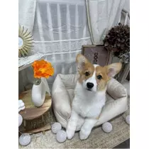 足立 はな