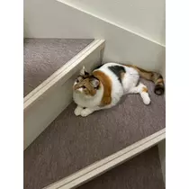 メイ