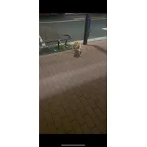 あきら