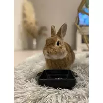 あおい