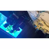 えりか