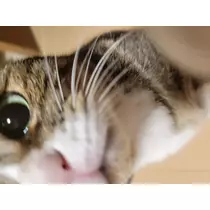 れおな