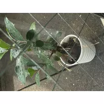 かえで