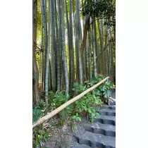 あいら