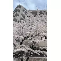 ひじり