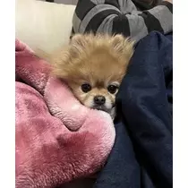 はるか