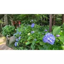 はづき