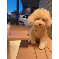 夏目 梨仔