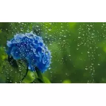 かおり