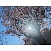 桜乃 咲美