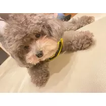 うづき ふうか